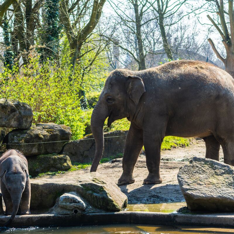 Volwassen met baby olifant in de dierentuin