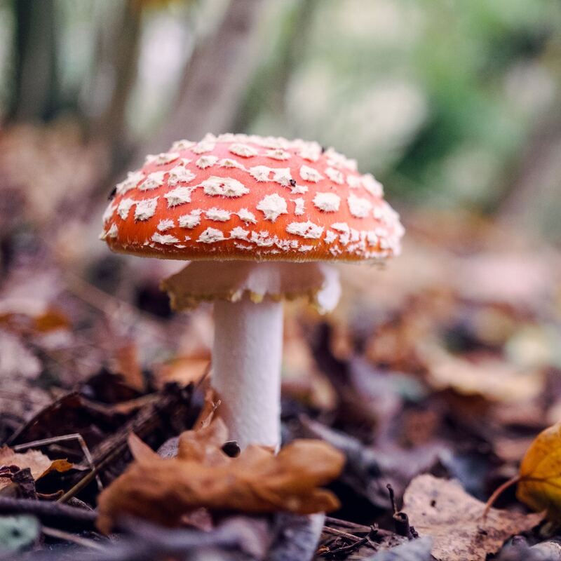 Rode paddenstoel met witte stippen
